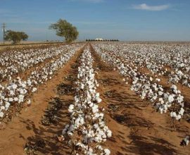 Pakistan cotton arrivals