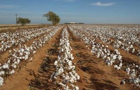 Pakistan cotton arrivals