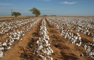 Pakistan cotton arrivals
