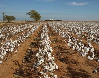 Pakistan cotton arrivals