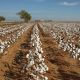 Pakistan cotton arrivals