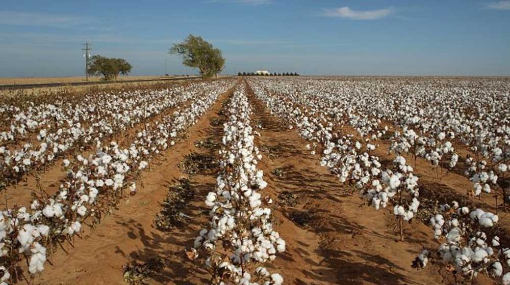 Pakistan cotton arrivals