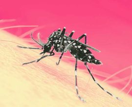 Rawalpindi dengue outbreak
