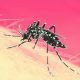 Rawalpindi dengue outbreak 80x80