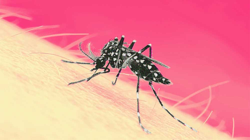 Rawalpindi dengue outbreak