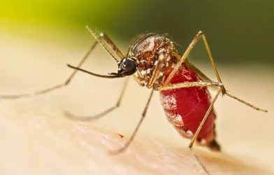 Chikungunya outbreak Nowshera