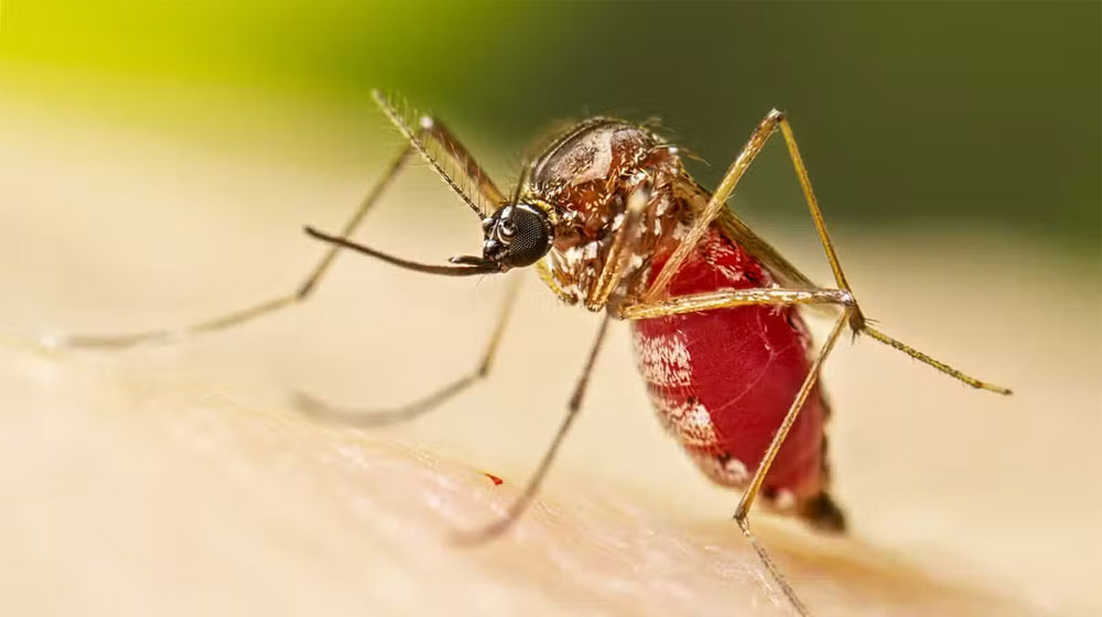 Chikungunya outbreak Nowshera