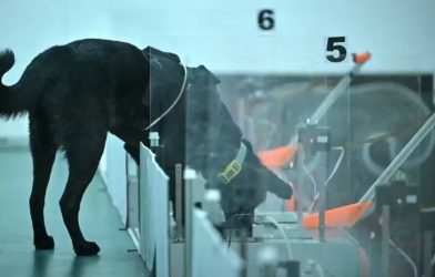 dogs sniff out cancer