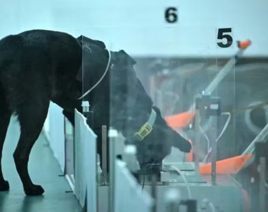 dogs sniff out cancer