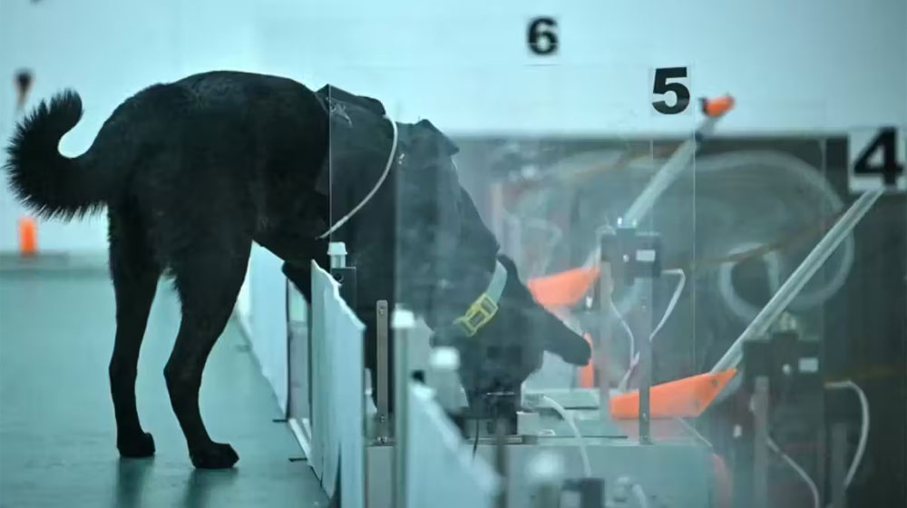 dogs sniff out cancer