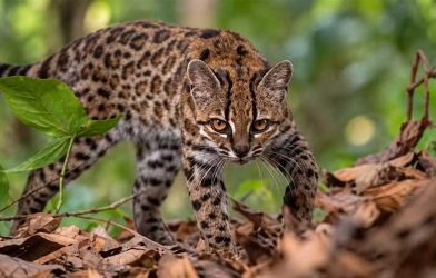 new wild cat species