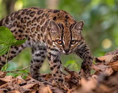 new wild cat species
