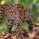 new wild cat species