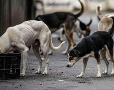 dog-bite cases