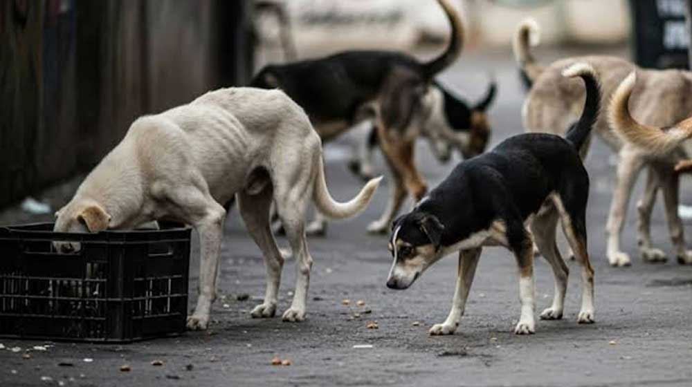 dog-bite cases
