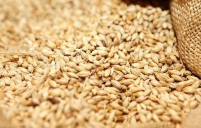 wheat import tender