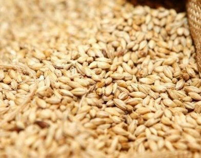 wheat import tender